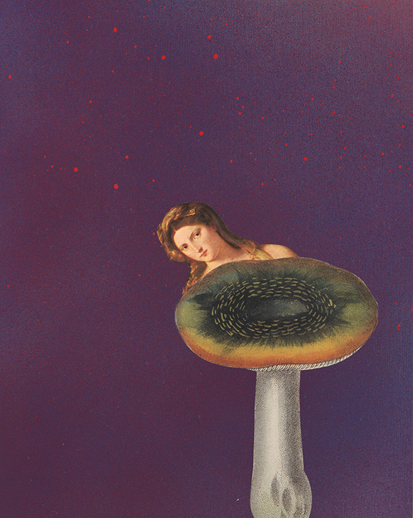 Amy Ross, Titian Shroom
